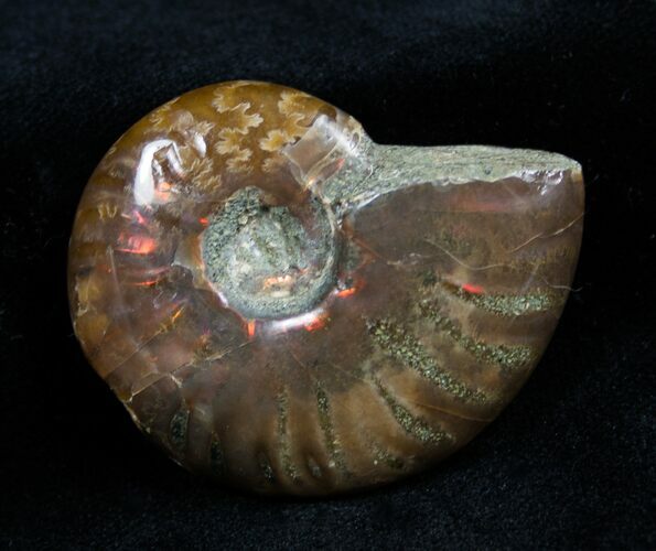 Inch Iridescent Ammonite From Madagascar #1347